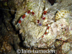 Banded Boxer Shrimp posing on night dive, the barge, beac... by Iain Lumsden 